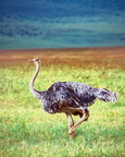 d06-ostrich2.jpg