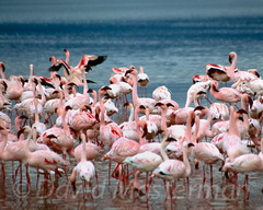 d04-flamingo.jpg
