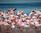 d04-flamingo.jpg