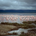 d04-flamingo2.jpg