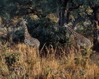 d06-girafe-pair.jpg