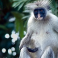 monkey5.jpg