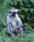monkey12.jpg