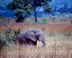 elephant3.jpg