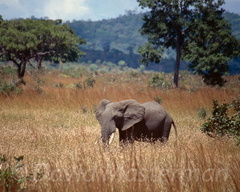 elephant7.jpg