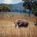 elephant7.jpg