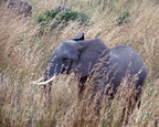 elephant8.jpg