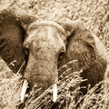 elephant116.jpg