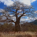 d14-baobab.jpg
