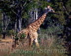 d18-girafe2.jpg