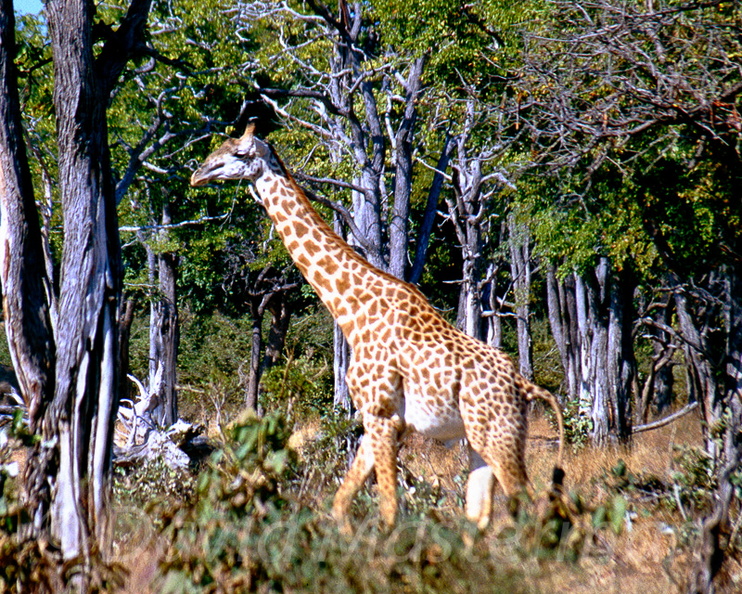 d18-girafe4.jpg