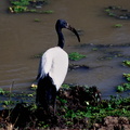 d18-ibis.jpg