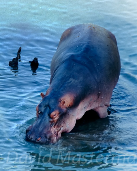 d18-hippo2.jpg