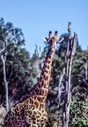 giraffe114.jpg