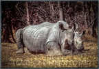rhinos159.jpg