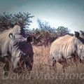 rhinos047.jpg