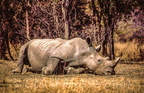 rhino163.jpg