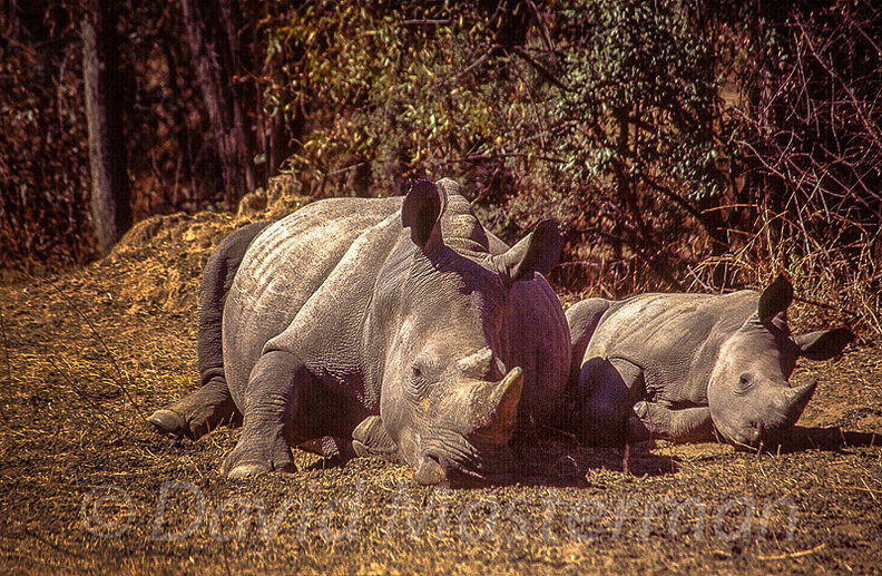 rhinos158-s.jpg