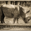 rhino167.jpg