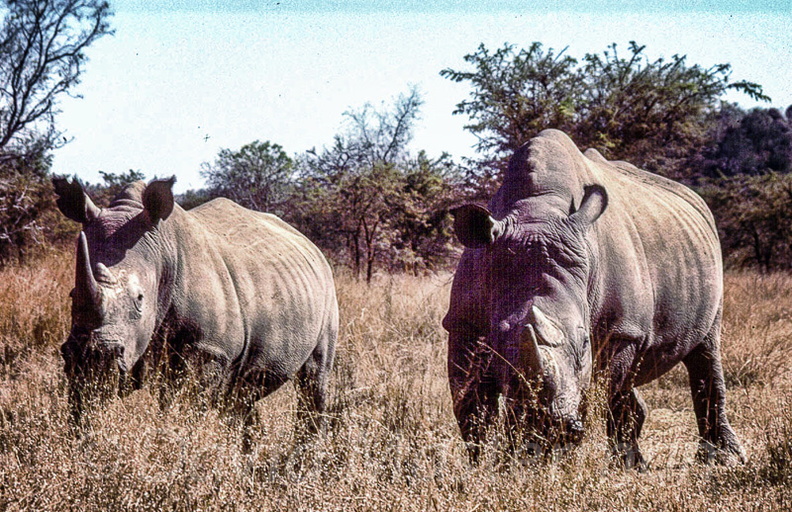 rhino170.jpg