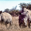 rhino170.jpg