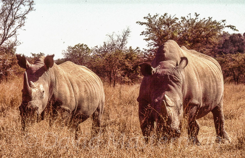 rhinos170.jpg