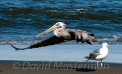 bird_pelican_0270.jpg