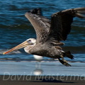 bird_pelican_0271.jpg