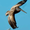 bird_pelicans_0423.jpg