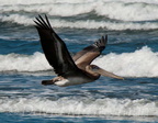 bird_pelicans_0446.jpg