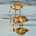 bird_godwit_0075.jpg