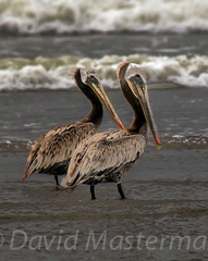 bird_pelicans_1375.jpg