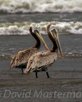bird_pelicans_1375.jpg