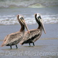 bird_pelicans_1376.jpg