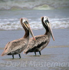 bird_pelicans_1376.jpg