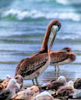 bird_pelicans_1444.jpg