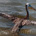 bird_pelicans_0088.jpg