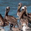 bird_pelicans_0311.jpg