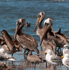 bird_pelicans_0312.jpg