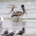 bird_pelican_268.jpg