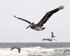 bird_pelican_308.jpg