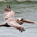 bird_pelican_100.jpg