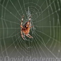 spider_003.jpg