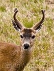 animal_deer_1207.jpg