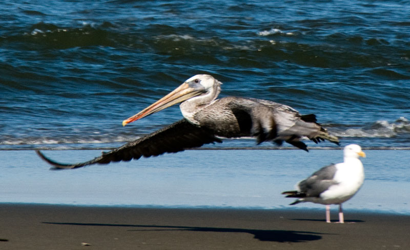 bird_pelican_0270.jpg