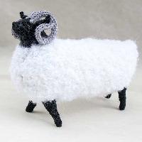 Shuffolk sheep